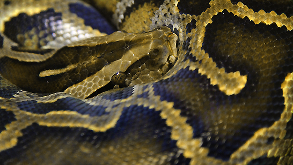 本音 パイソンの財布の評判は 気持ち悪いと感じる人もいるの 大人の革財布図鑑 おすすめの革財布の選び方を紹介